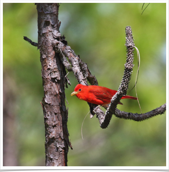 Summer Tanager (male)